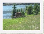 Elk at Lake Talbot * 2592 x 1944 * (2.32MB)